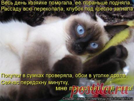 Вся в делах