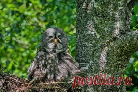 Автор: Олег Строилов
Бородатая неясыть
Ленинградская область