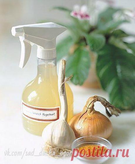 Поиск новостей по запросу спрей от тли