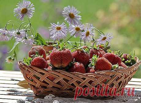 Выращивание клубники: пять советов как получить хороший урожай.