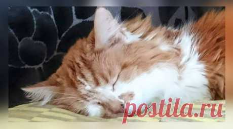 Кот пришёл ночью попрощаться Люди, которые никогда не имели животное дома и никогда не хотели его завести, вряд-ли смогут понять ту боль утраты, когда питомец проживает своей век. Для некоторых жизни питомцев совершенно...