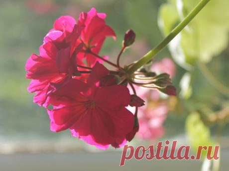 Герань в лучах солнца