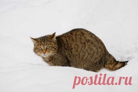 Wildkatze im Tiefschnee - Naturbild-Galerie: Wildkatze - Fokusnatur Naturfotografie