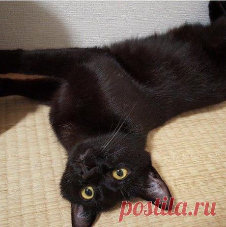 28 причин любить черных котов / Питомцы