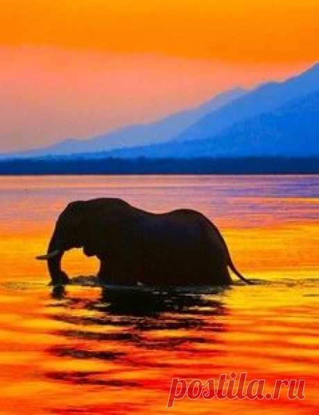 Бульдоги – лучшие друзья котов / Surfingbird знает всё, что ты любишь