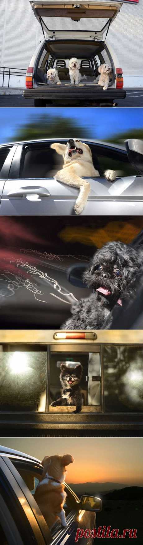 » Восторженные собаки выглядывают из автомобильных окон Это интересно!