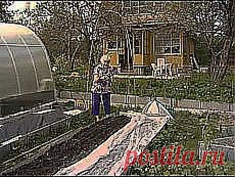 Марина Лоор: огород | Postila.ru