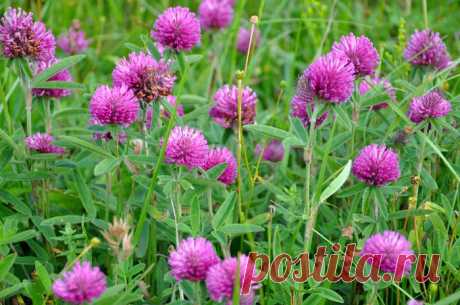 Лечебные свойства красного лугового клевера