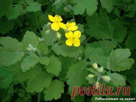 На помощь придёт чистотел | Полезные советы | Яндекс Дзен