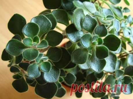 Комнатные растения, которые притягивают любовь