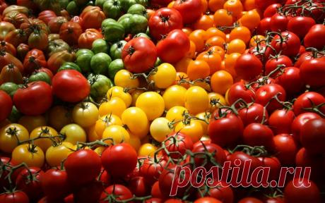 Лучшие сорта помидоров для засолки и консервирования