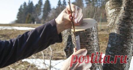 Прививки плодовых деревьев: правила и тонкости садовой "хирургии" Если вы не угадали с сортом или саженцем, все можно исправить. Для этого и существуют прививки. И путь вас не пугает кажущаяся сложность этой процедуры. Если разобраться, все просто. Нужно только желание и кое-какие знания.