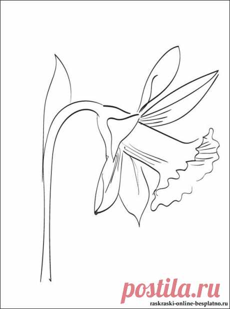 Раскраска с Нарциссом | Раскраски для детей