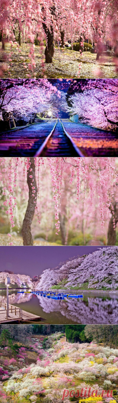 Цветение сакуры-2014 | В мире интересного