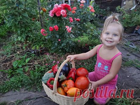Засуха природному земледельцу — не помеха