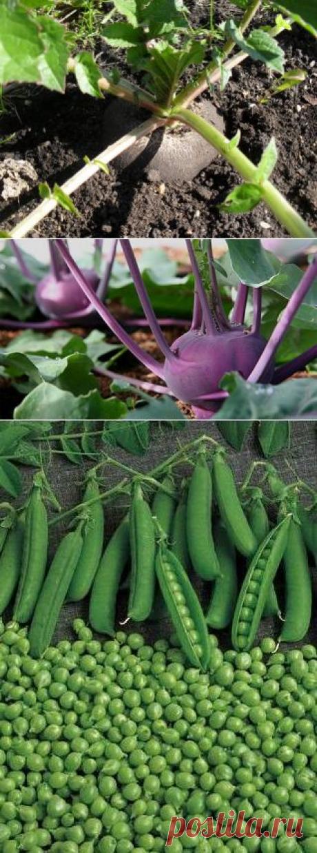 Какие овощи можно посеять летом — 6 соток