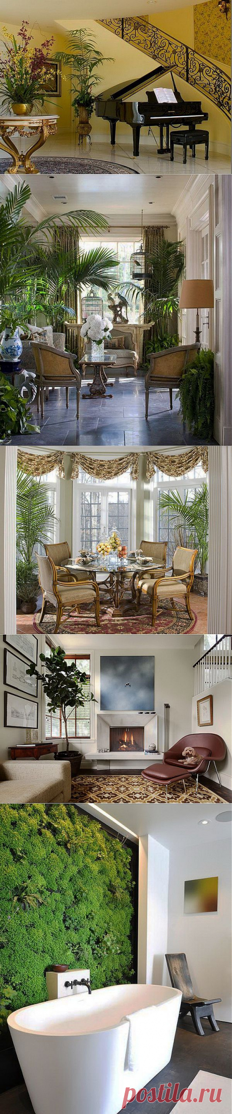 Комнатные растения в интерьере.