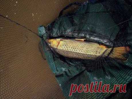 Тактика прикармливания и ловли сазана на течении