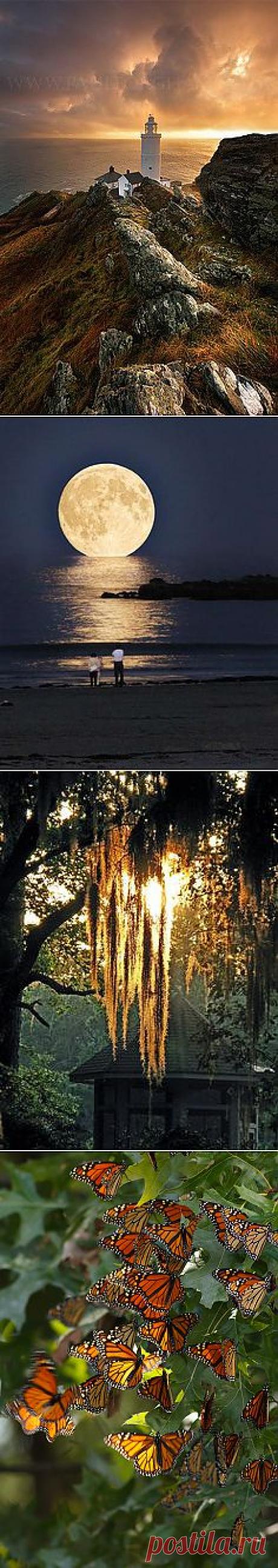 36 Monarchs | Amazing Pictures