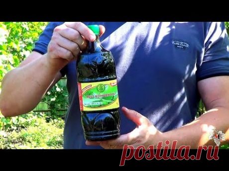 Удобрение виноградника во второй половине лета. Фосфорно - Калийные удобрения. Виноград 2016.