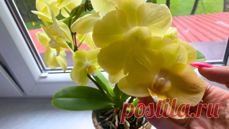 Вы выливаете ее в раковину, а я поливаю орхидею. Стебли гнутся под тяжестью цветов | Ирина Полянская | Дзен