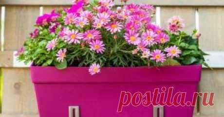 12 ошибок, которые вы совершаете при выращивании растений в контейнерах Выращивание растений в контейнерах на первый взгляд мало чем отличается от выращивания разнообразных цветов на подоконнике. Но в каждом деле есть свои нюансы.