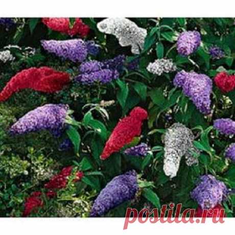 25+ Buddleia Butterfly Bush Mix / Perennial Flower Seeds 25+ Seeds One of the easiest to grow from seed. Low maintenance. This is a mix of Violet-Purple, White, Pink and Lilac colored blooms. Highly fragrant attracting butterflies, birds and bees. Will grow 5-6 feet tall and wide. Will produce flowers the first year. Can be started indoors in winter to be transplanted outdoors in spring or can be sown directly into the ground spring, summer and fall. Very small seeds. Inst...