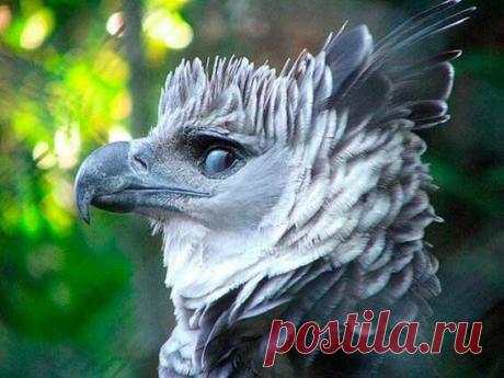 Гарпия - одна из самых красивых птиц....