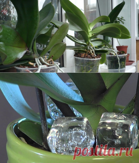 Почему не цветет орхидея