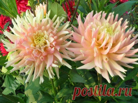 Зимовка георгинов