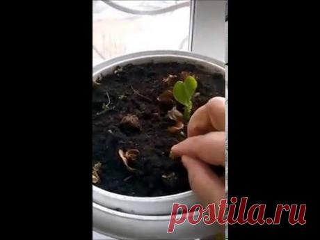 Как избавиться от цветочных мошек? Просто и быстро!