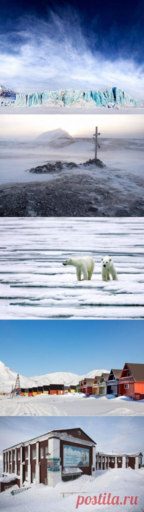 Здесь белых медведей больше, чем людей / Туристический спутник