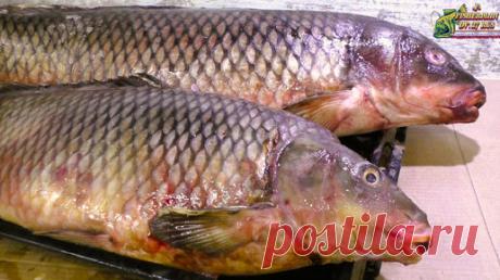 Правильная разделка трофейного сазана, как почистить крупную рыбу с минимальными потерями, что можно есть в большой рыбе | Fisherman DV.27RUS | Дзен