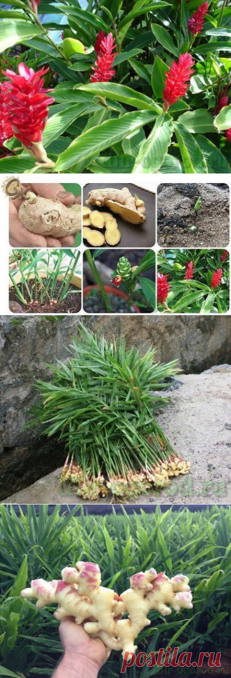 Как вырастить имбирь на даче в открытом грунте