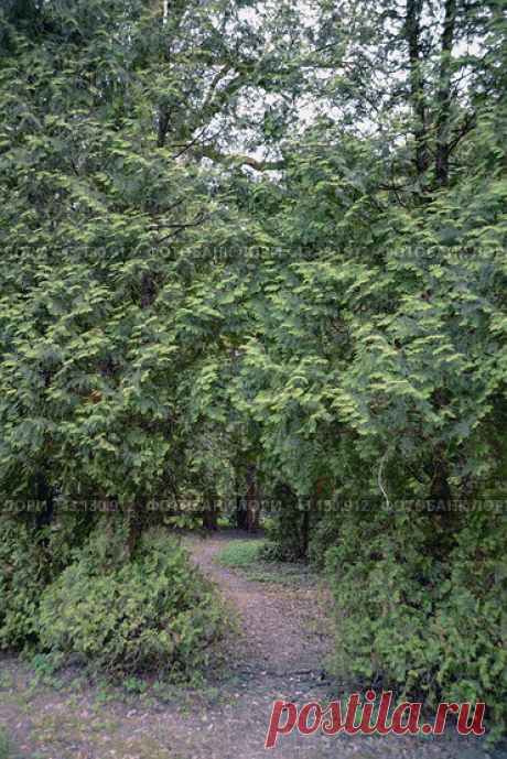 Trees and path in forest park Стоковое фото, фотограф Ilaronsia / Фотобанк Лори