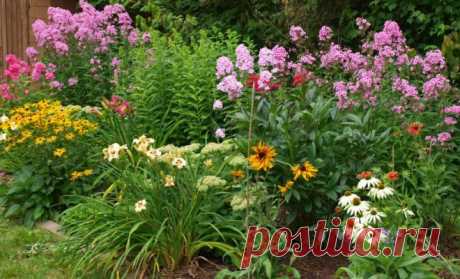 Какие многолетние цветы сажают и пересаживают осенью | В цветнике (Огород.ru)