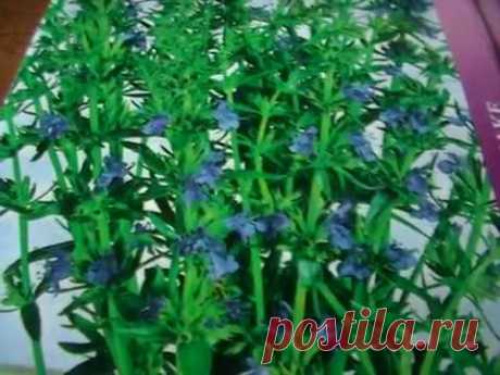 Лекарственные травы: иссоп лекарственный-свойства, применение в медицине