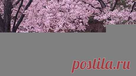 сакура в цвету обои: 8 тыс изображений найдено в Яндекс.Картинках