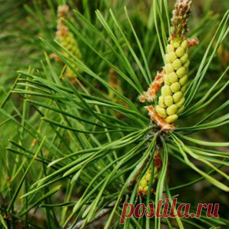 Сосна как лекарственное растение | Рецепт здоровья