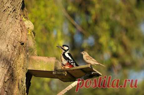 Дятел Большой Пятнистый - Бесплатное фото на Pixabay