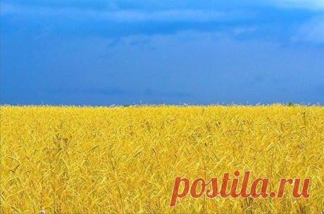 Поле пшеницы в Украине. / Взлом логики