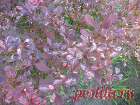 Барбарис Тунберга "Арлекин" (Berberis thunbergii "Harlequin")