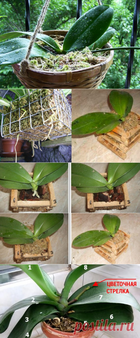 Пересадка орхидеи в домашних условиях