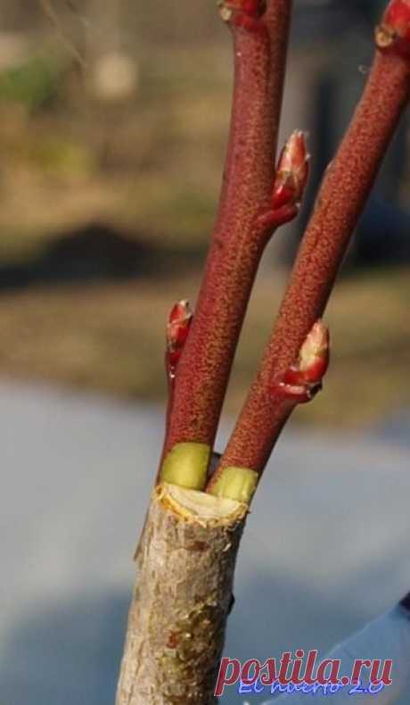 Ya hemos hablado de la importancia que tienen los injertos para conseguir determinadas cualidades de resistencia y rusticidad del portainjertos junto en ocasiones adaptación a determinados tipos…