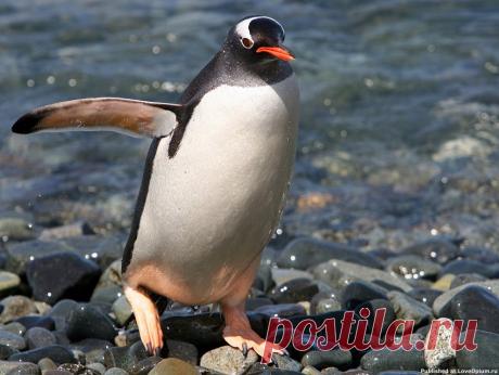 Птичьи рекорды: самые-самые птицы...