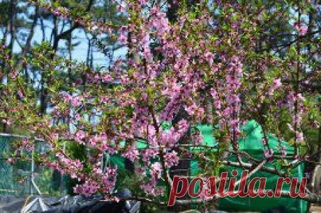 Корея. Вот так цветет сакура