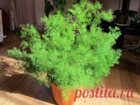 Аспарагус: уход в домашних условиях, выращивание из семян, посадка, виды, размножение, целебные свойства, фото