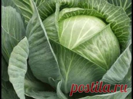 ЙОД - СУПЕР СРЕДСТВО ДЛЯ КАПУСТЫ!УХОД ЗА КАПУСТОЙ!