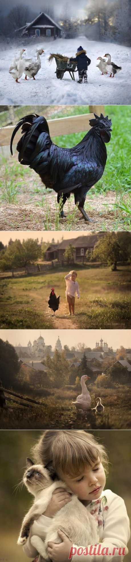 Елена Шумилова о жизни в деревне (15 фото)