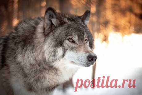 Волков в российском регионе пересчитают впервые за 30 лет. На севере Красноярского края впервые за 30 лет пересчитают волков. Об этом сообщил руководитель исследования, старший научный сотрудник института экологии и географии СФУ Анатолий Суворов, его цитирует ТАСС. Проводить учет популяции хищных особей будут с помощью зимнего маршрутного учета.